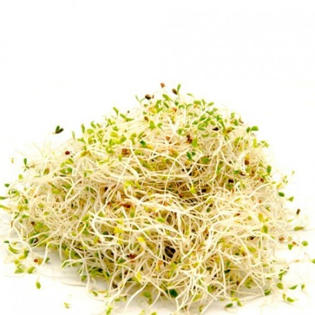 Brotes de alfalfa - 1/2 kg